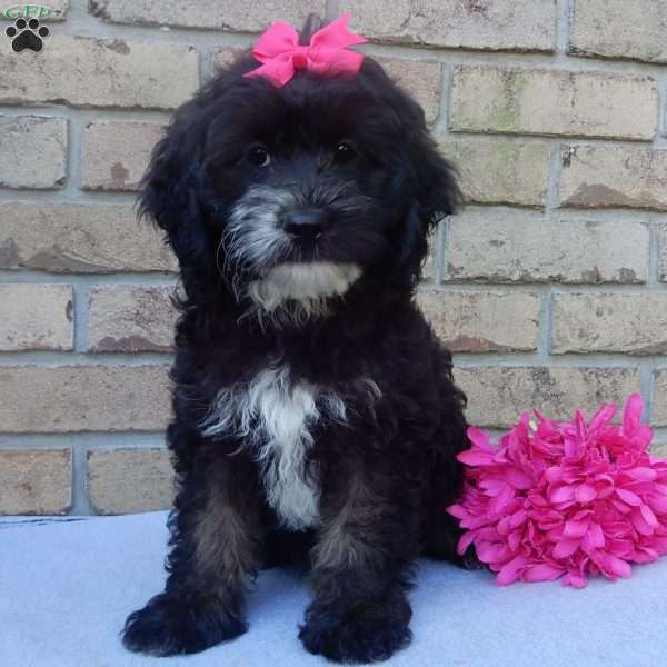 Dolly, Cockapoo Puppy